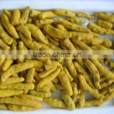 Turmeric double polished finger nizmabad and other varities new crop