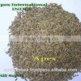 Dill Seeds / Anthem Graveolens Seeds / Pure Anthem Graveolens / Suwa thumbnail-2