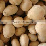 Holland Seed Potato From Pakistan