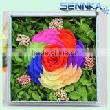 High Quality 10cm Ecuador Rainbow Rose with hydrangea for Preserved flower Velvet Gift Box from yunnan