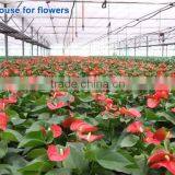 Vegetable Greenhouse thumbnail-2