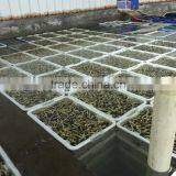 V-packed Cooked Short Clam Necked in Shell thumbnail-2