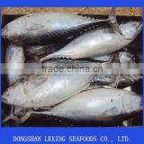 Hot Sell Frozen Bonito Tuna Fish thumbnail-1