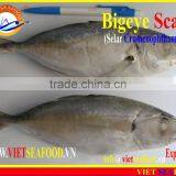 FROZEN BIGEYE SCAD WHOLE ROUND thumbnail-5