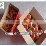 Mini Size Baby Juicy Orange thumbnail-6