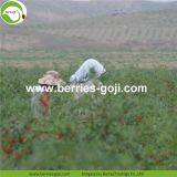 Factory Wholesale Dried Wolfberry thumbnail-3