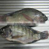 FROZEN WHOLE ROUND TILAPIA thumbnail-2