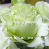 Flower Import Agent Eustoma Wholesale Lisianthus From China