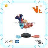 V-HM11 4D MASTER Human Heart Assembled Model thumbnail-1