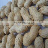 Washed Groundnut in Shells HPS thumbnail-1