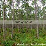 Pinus Carribaea thumbnail-6