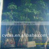 Ficus Microcarpa/Ficus Bonsai/Ficus Tree