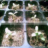 Factory in Zhejiang China Fast Delivery Competitive Price Square Seed Tray thumbnail-2