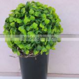 Shengjie hot selling Artificial boxwood wreath with happy price