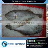Frozen Leather Jacket Fish Whole Round