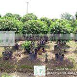 Ficus Small Benjamina Small Cage thumbnail-1