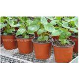 Planting Flower Seeding Wire Mesh/ Welded Wire Mesh/ Square Wire Mesh