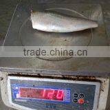 Head off Gutted Tail off Frozen Sardine Fish and Sardinella Longiceps thumbnail-4