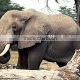 3D Lenticular PETposter