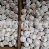 2016 Selected Garlic Export Grade Garlic Price thumbnail-2
