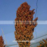Sorghum Price Can be Very Competitive thumbnail-5