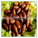 New Season Fresh IQF Frozen Silkworm thumbnail-1