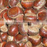 CHESTNUT