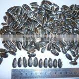 Sunflower Seeds, US Type 5135 thumbnail-1