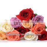 Rose varieties flowers