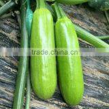 Marrow/Squash Seed Qing Yu thumbnail-3