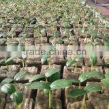 Hydroponic Grow Rockwool Mineral Wool Cubes for Plant Growing thumbnail-5