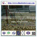 Automatic Poultry Equipments