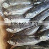 Argentina Mackerel Jack Mackerel thumbnail-1
