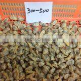 Delious Frozen Cooked Short Necked Clam Meat(baby Clam) thumbnail-3