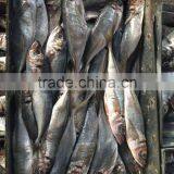 Hot Sale Frozen Horse Mackerel 200g-250g From China thumbnail-2