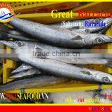FROZEN BARRACUDA FISH thumbnail-1