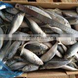 Hot Sale Frozen Horse Mackerel Fish thumbnail-1