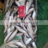 Frozen W/R Sardine Fish for Canning thumbnail-2