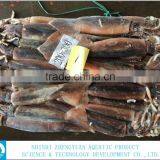 Frozen Illex Argentinus Squid thumbnail-1