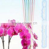 Thick Bamboo Sticks thumbnail-1