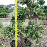 Portulacaria Bonsai Plants thumbnail-1