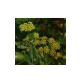 Angelica/Dong Quai Extract thumbnail-1