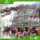 KAWAH High Quality Exvacation Replica Dig Life Size 3d Education Dinosaur Fossil For Sale thumbnail-2
