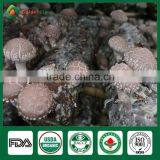 Mushroom Spawn for Sale,Shiitake Mushroom Spawn Wholesale Supplier thumbnail-1