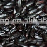 Nutritional Rice Extruder