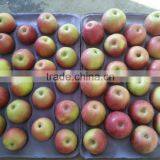 Unbagged Qinguan Apples thumbnail-4