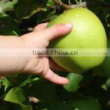 Fresh Golden Delicious Apple, Red Delicious Apple, Fuji Apple, Gala Apples 2016 New Crop