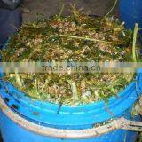 Animal Feeding - Corn Silage