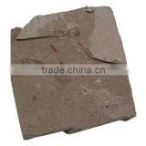 Fossil Specimens, Insect Fossil thumbnail-1