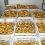 Selling Fresh Ginger With Competitive Price thumbnail-1